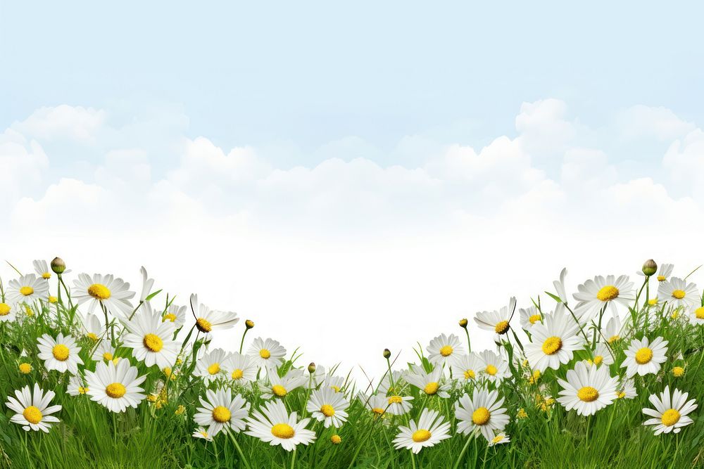 Landscape daisy hills nature backgrounds grassland. AI generated Image by rawpixel.