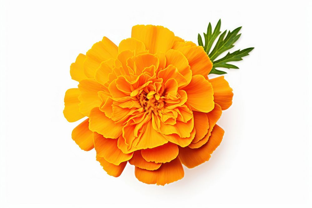 Orange flower marigold petal plant.