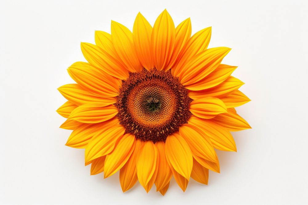 Orange flower sunflower plant shape.