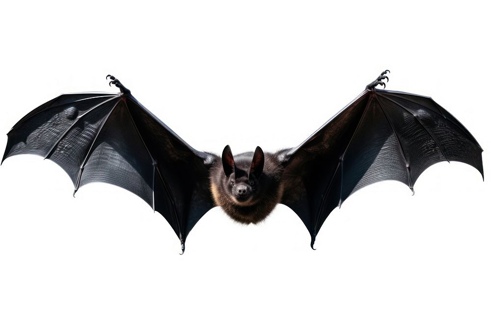 Gothic bat wildlife animal.
