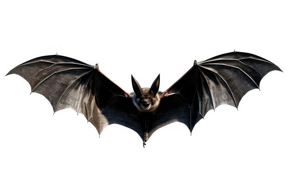 Gothic bat animal black.