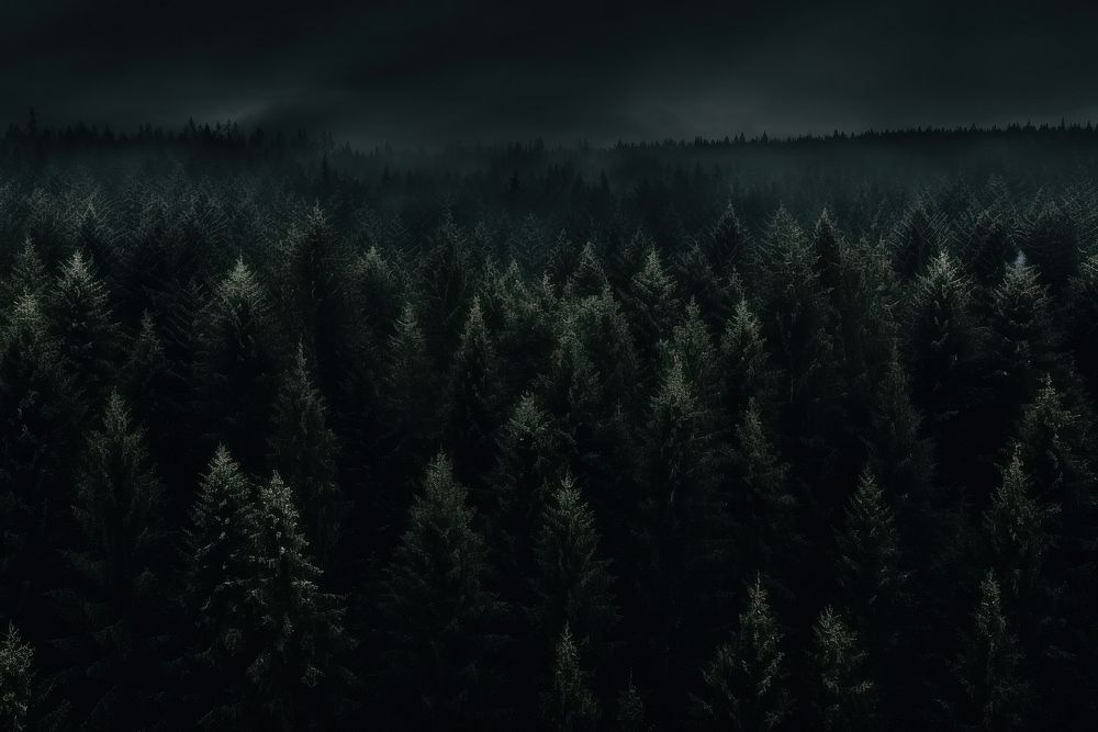Dark background forest outdoors woodland.