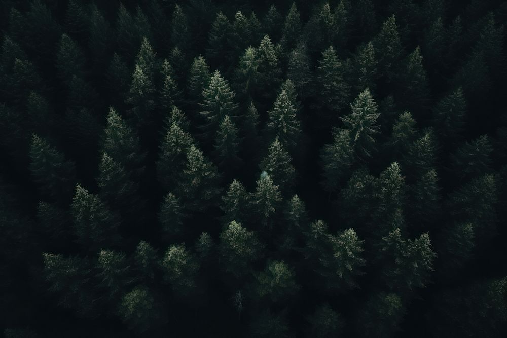 Dark background forest backgrounds outdoors.