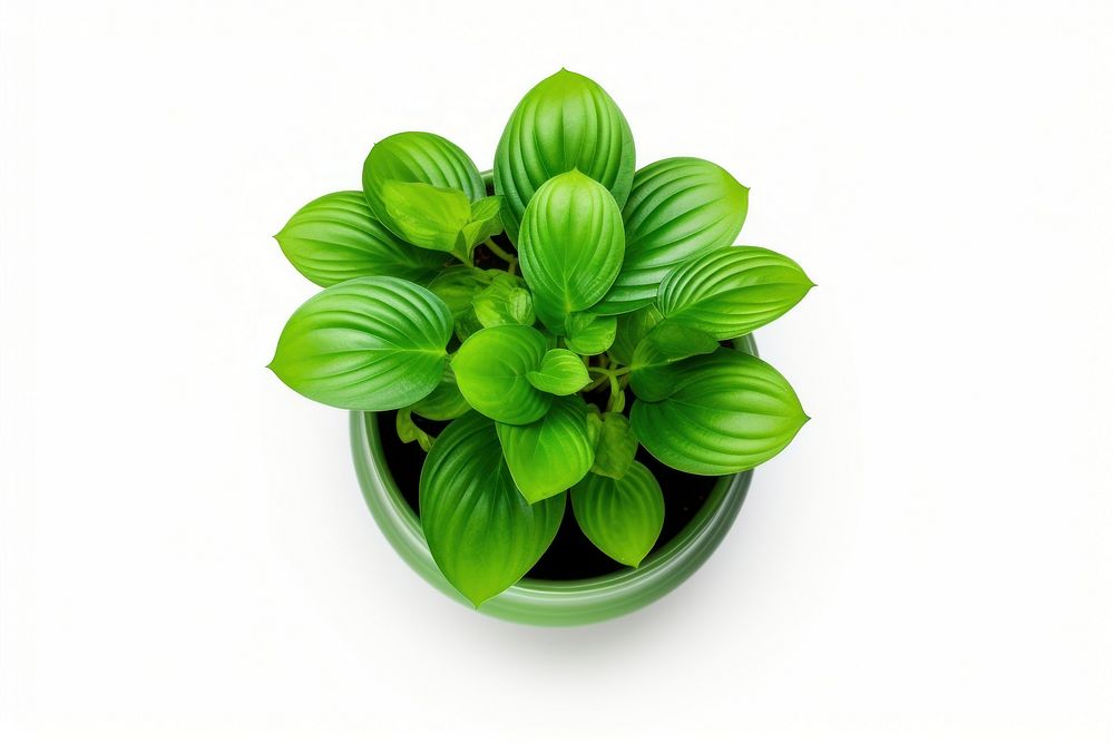Potted indoor plant herbs leaf white background.