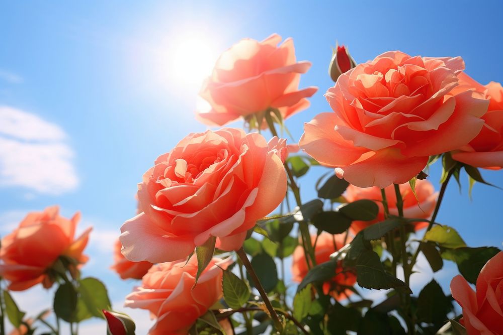 Rose flowers sunlight sky outdoors.
