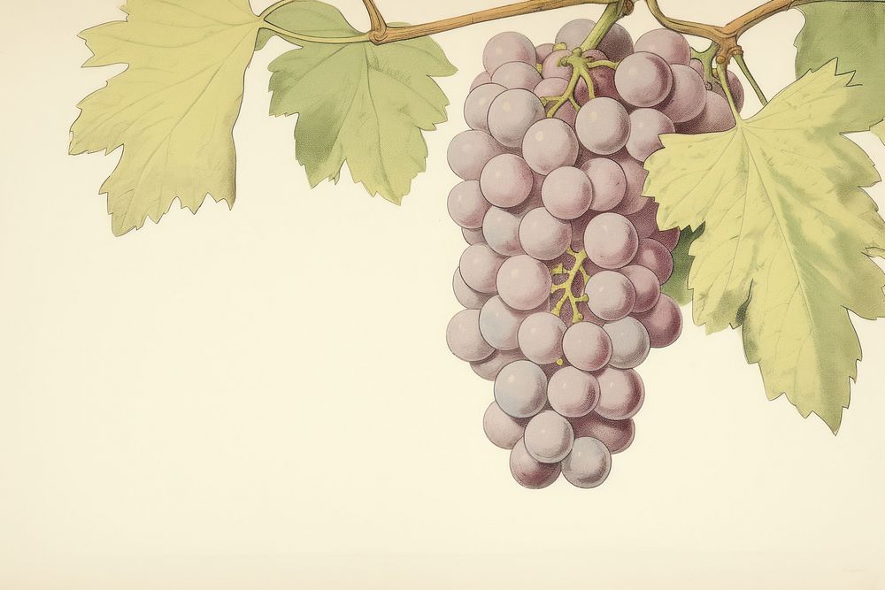 Illustration of grapes plant fruit vine.