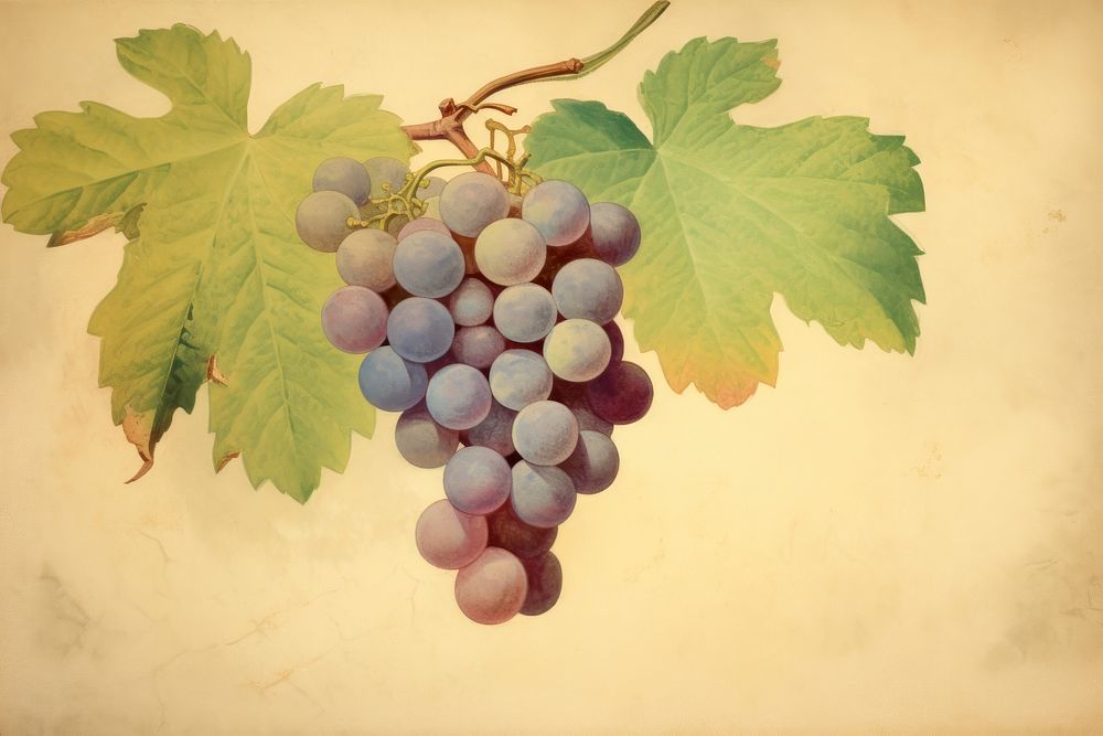 Illustration of grapes painting fruit plant.