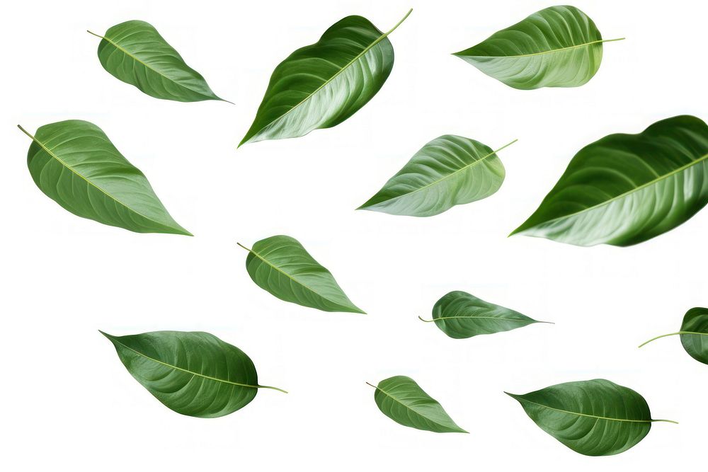 Tropical leaves backgrounds plant leaf.