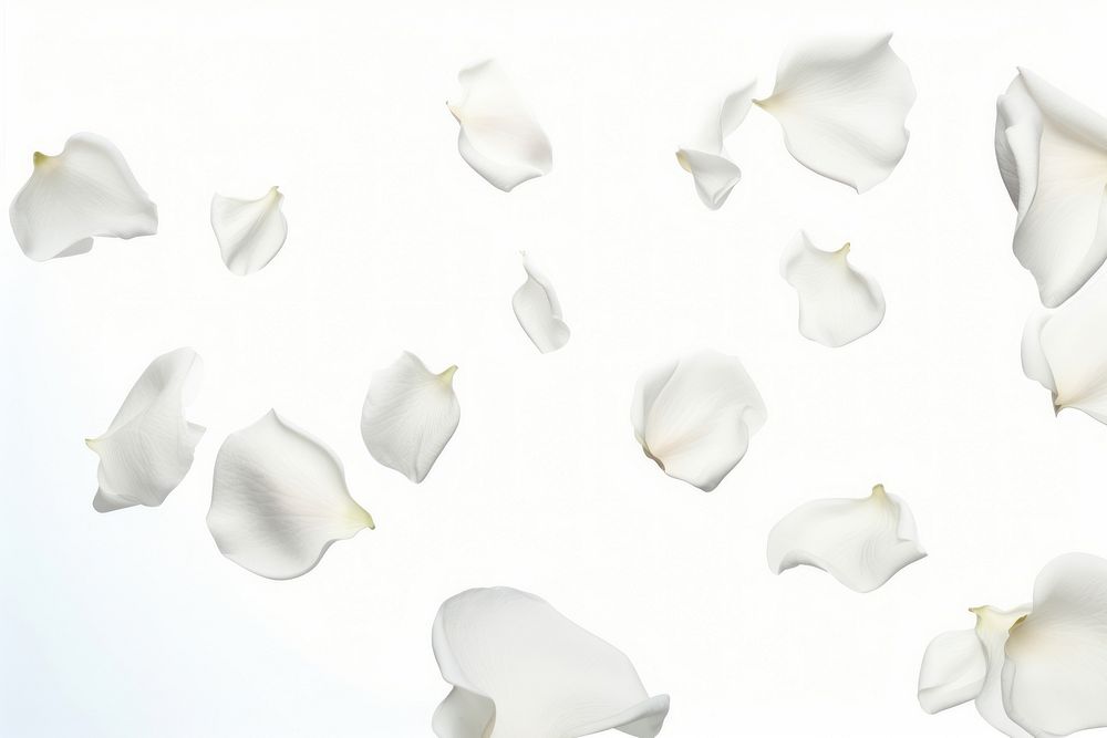White rose petals backgrounds plant white background.