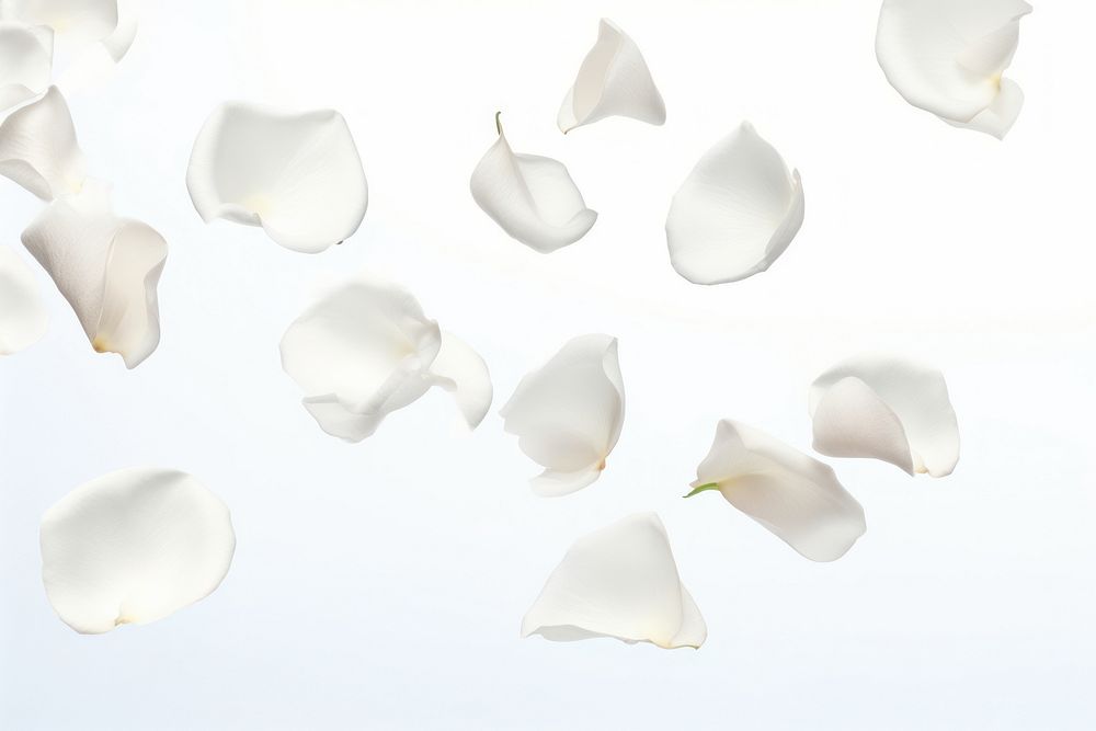White rose petals backgrounds flying fragility.