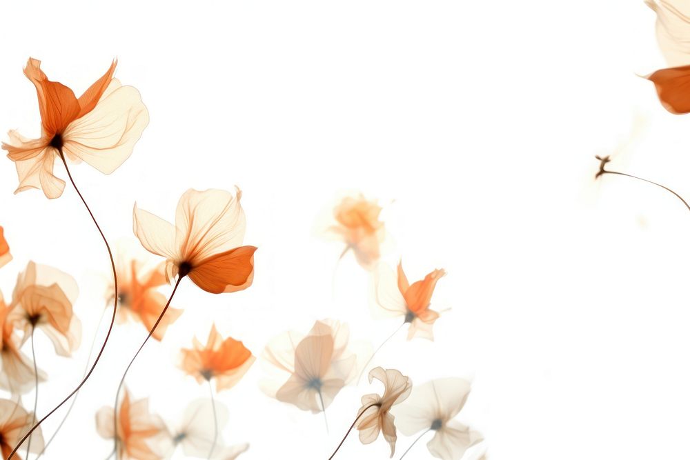 Wild flowers petals backgrounds outdoors pattern.