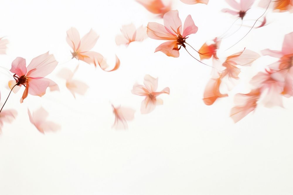 Wild flowers petals backgrounds outdoors blossom.
