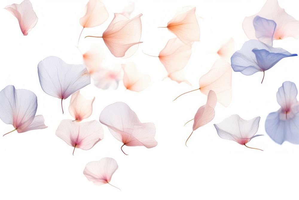 Wild flowers petals backgrounds plant white background.