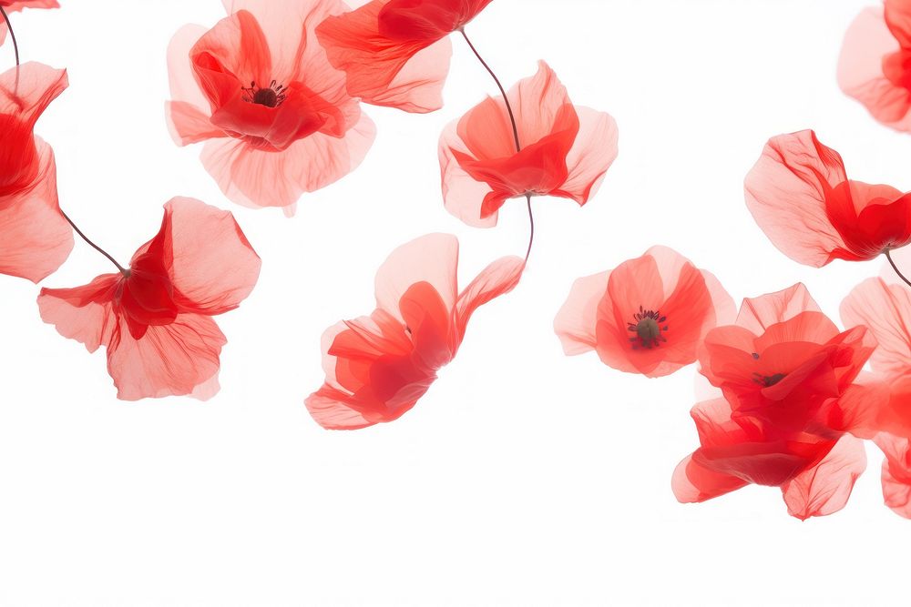 Poppy flowers petals backgrounds plant red.