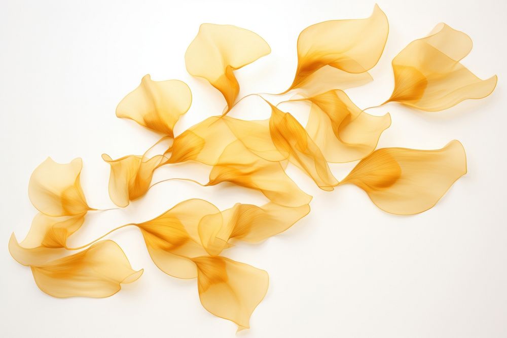 Sunflower petals leaf white background abstract.