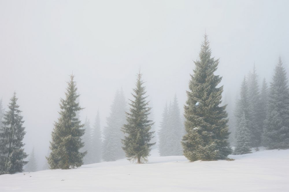 Winter tree land landscape.