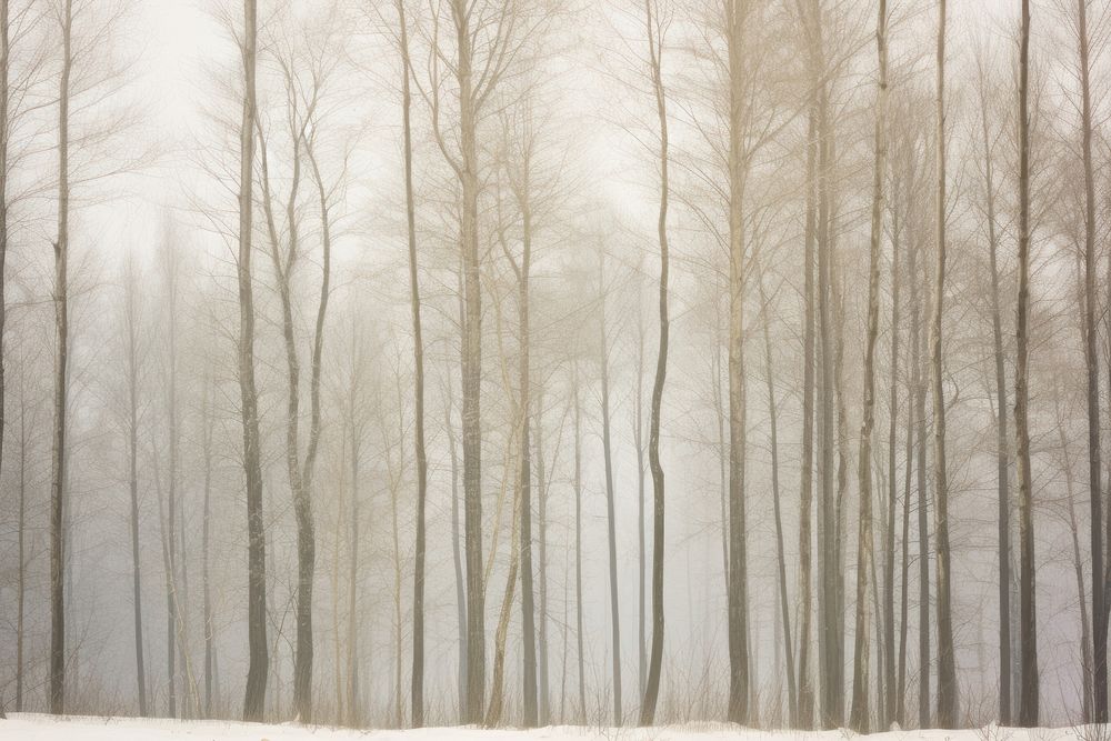 Winter forest tree land.