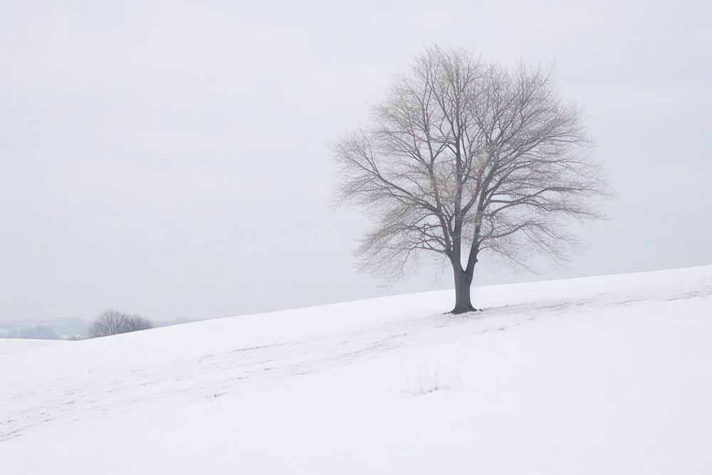 Winter landscape outdoors ground.