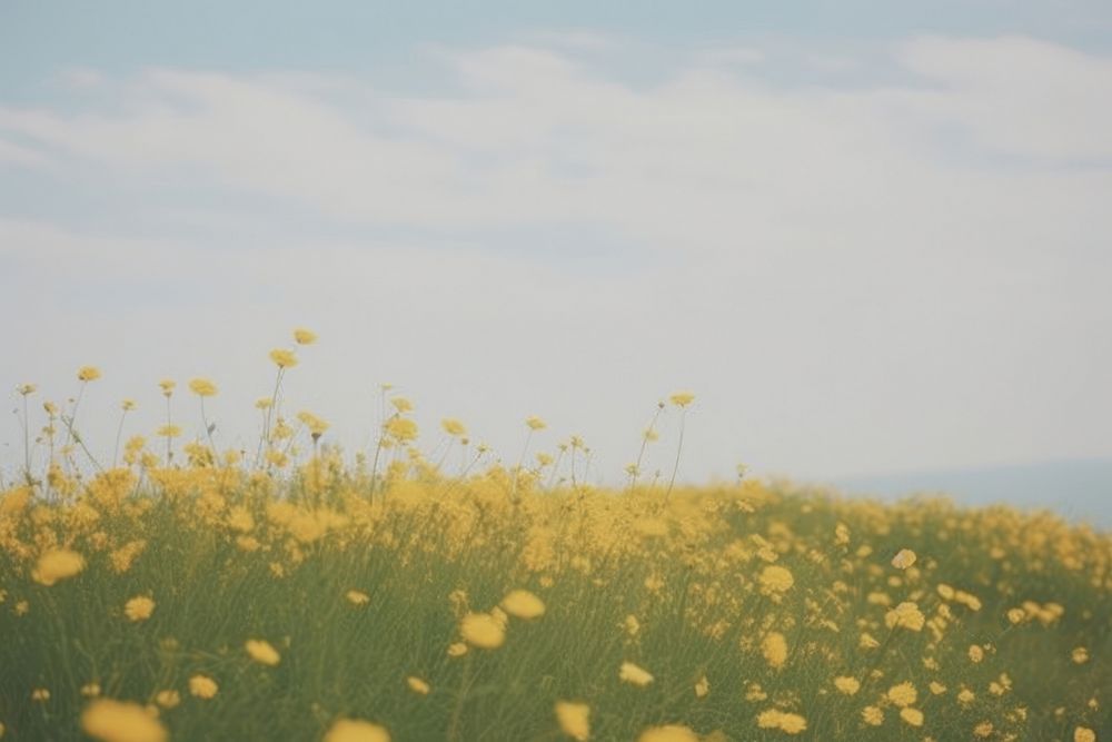 Yellow flower filed landscape backgrounds grassland.