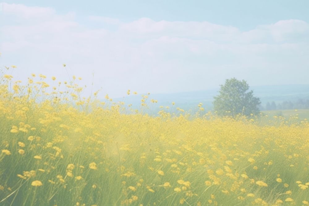 Yellow flower filed landscape grassland outdoors.