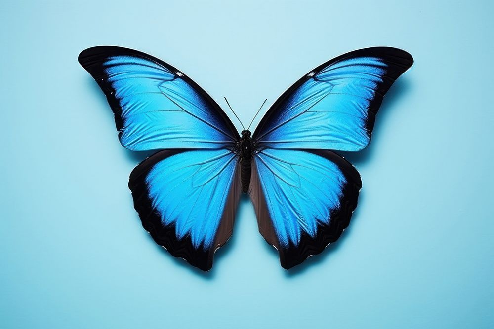 Blue Morpho Butterfly butterfly animal insect. AI generated Image by rawpixel.