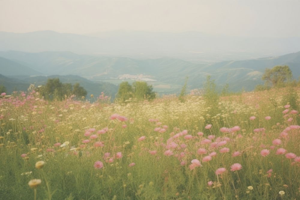 Flower filed landscape grassland mountain.