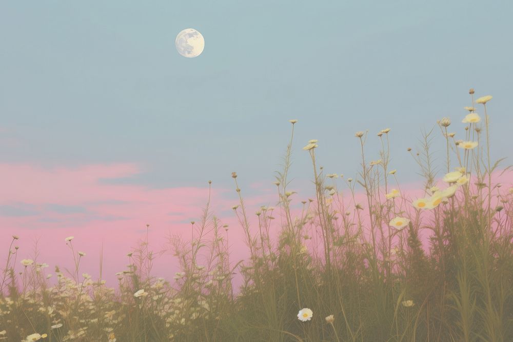 Flower filed landscape moon grassland.