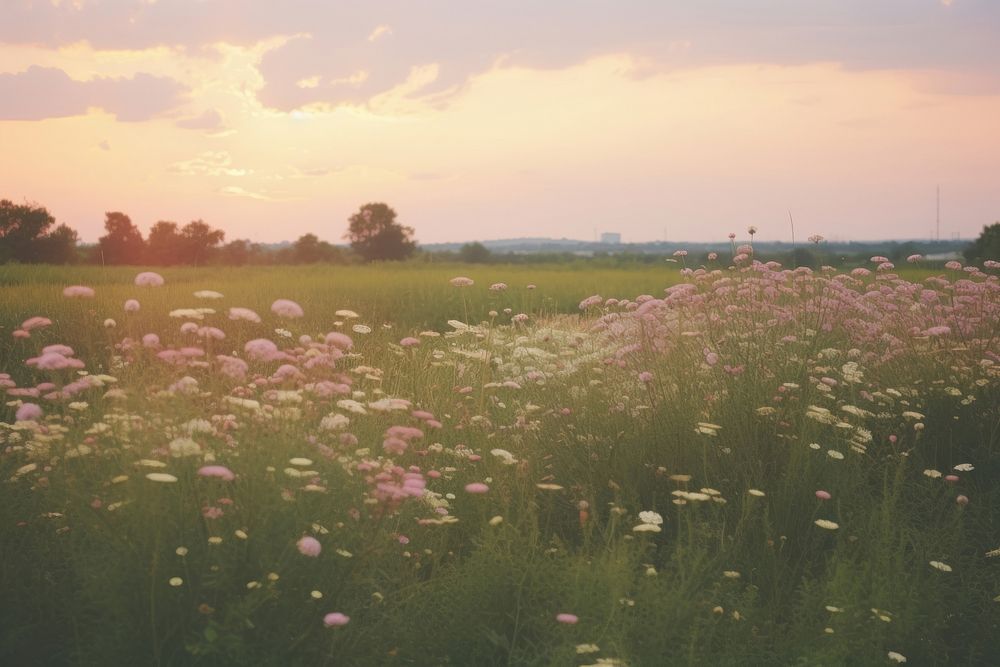 Sunset flower filed landscape grassland outdoors.