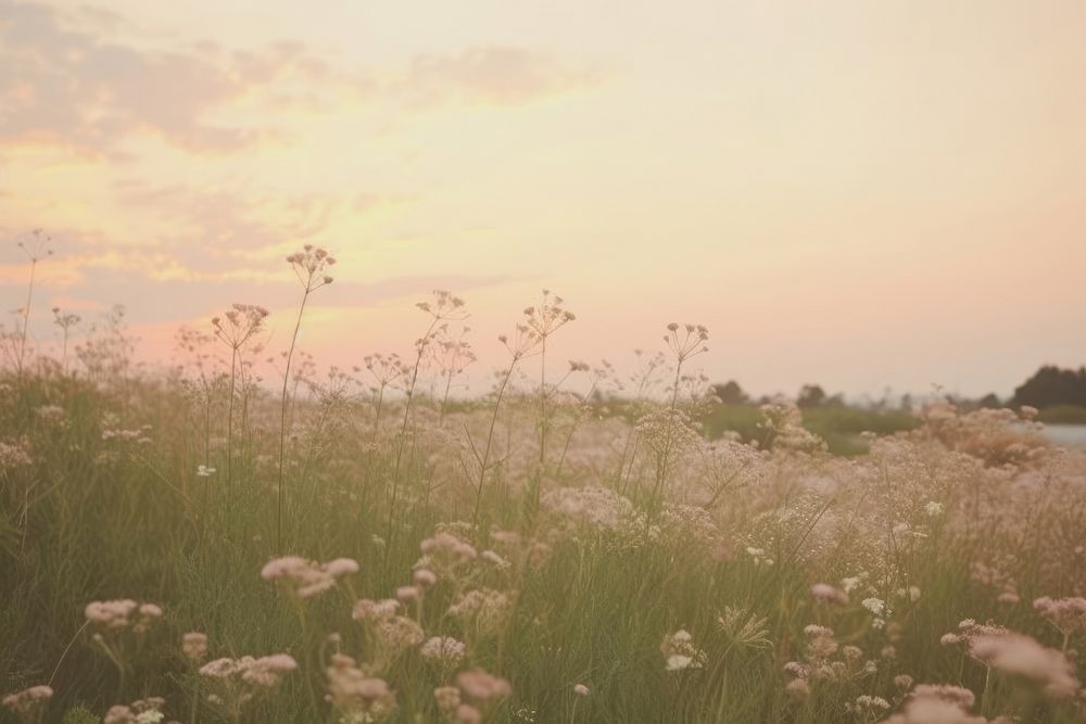 Sunset flower filed landscape grassland outdoors.