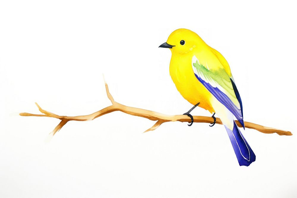 Bird perched on a branch animal canary white background.