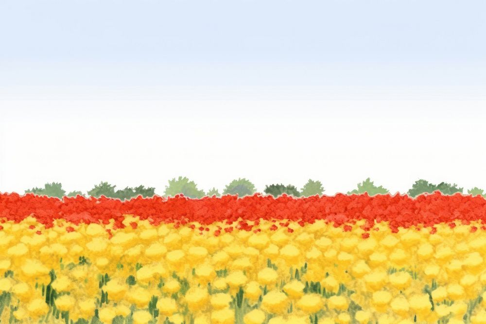 Chrysanthemum field nature agriculture backgrounds.