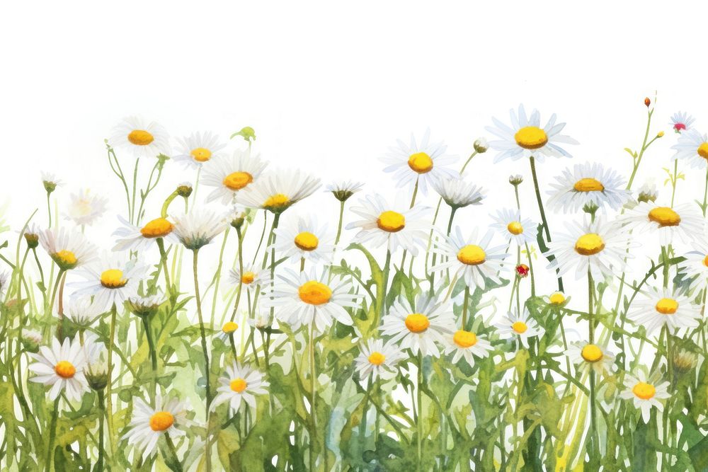 Daisy flower field nature backgrounds outdoors.
