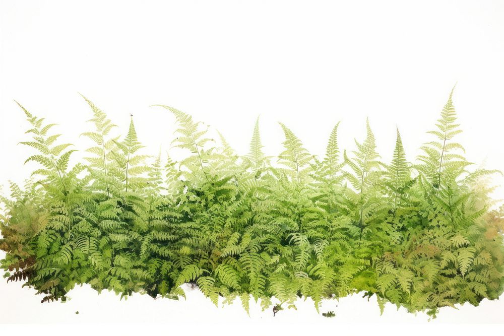 Fern field nature plant white background.