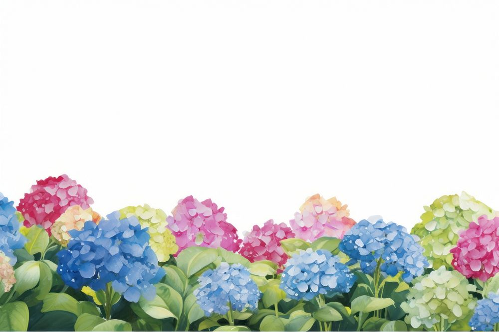 Hydrangea field nature backgrounds outdoors.