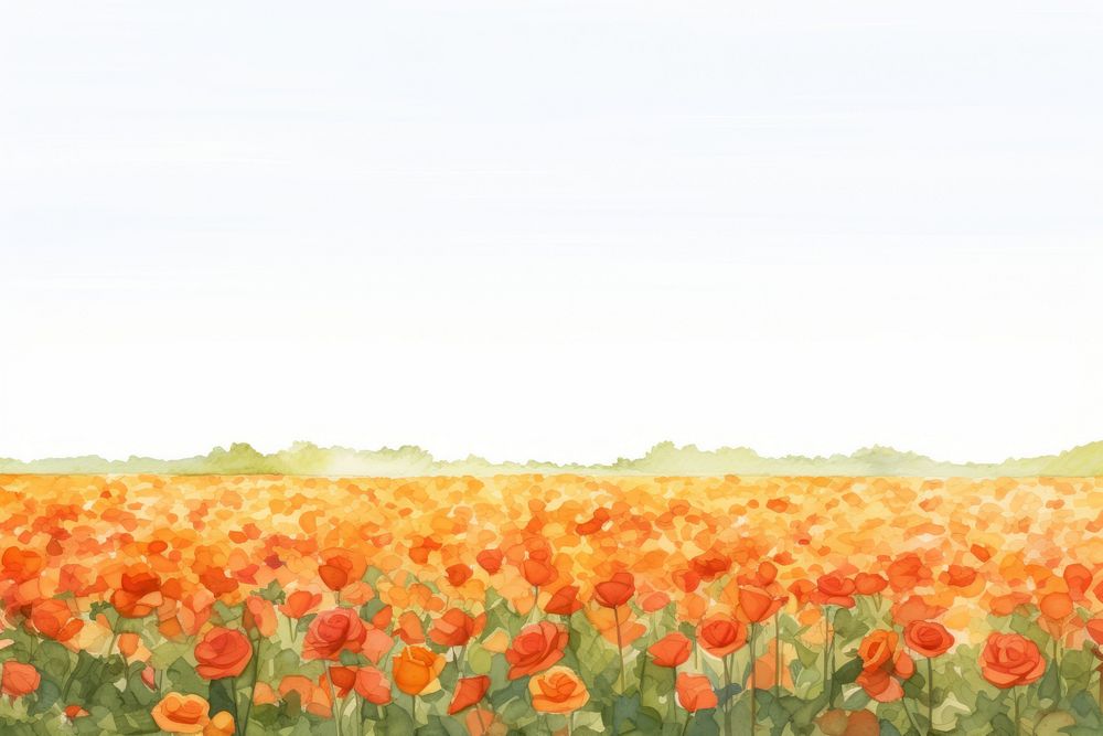 Orange rose field nature backgrounds outdoors.