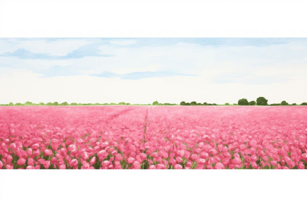 Pink rose field nature agriculture panoramic.