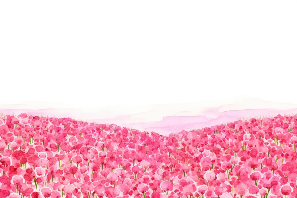 Pink rose flower field nature backgrounds outdoors.