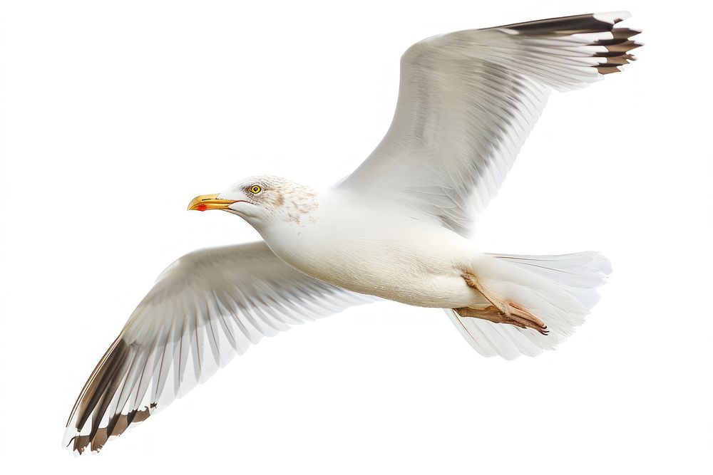 Seagull animal flying white.