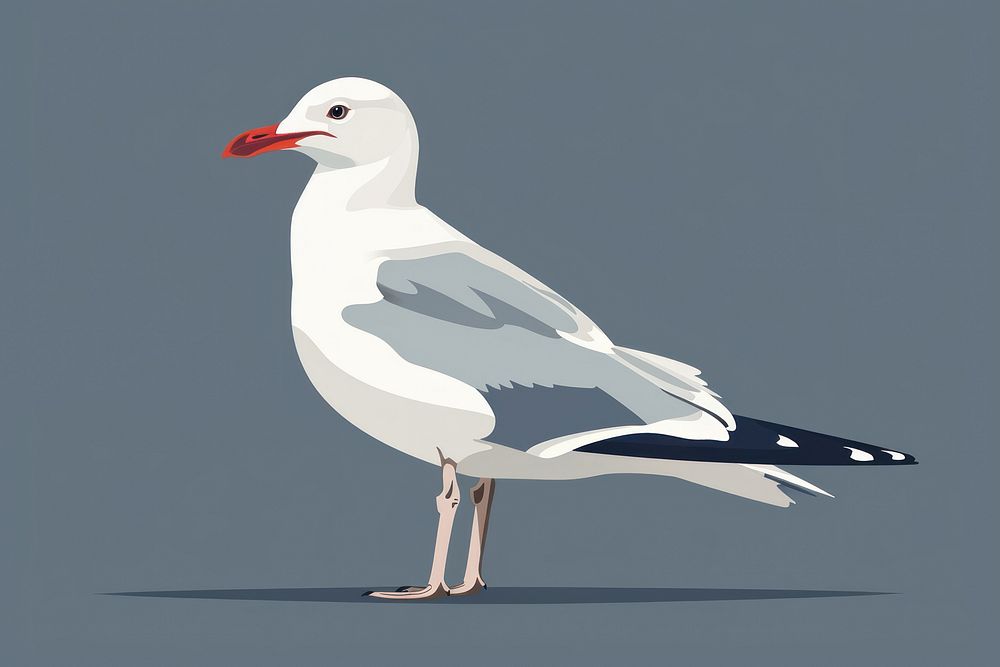 Seagull animal bird beak.