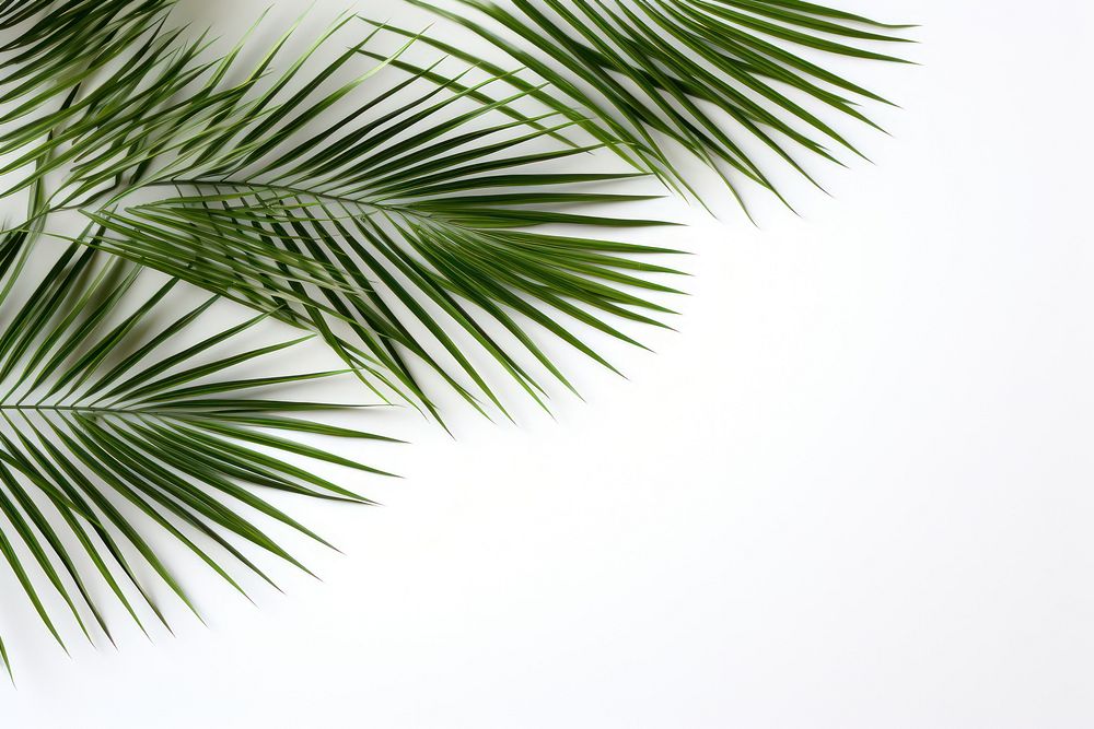 Natural palm tree leafs backgrounds outdoors nature.