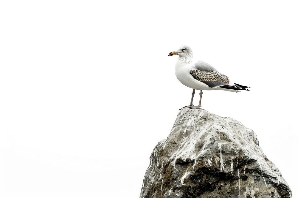 Seagull standing on the rock animal white bird.