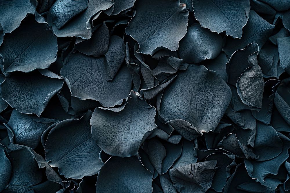 Black rose petals backgrounds monochrome freshness.