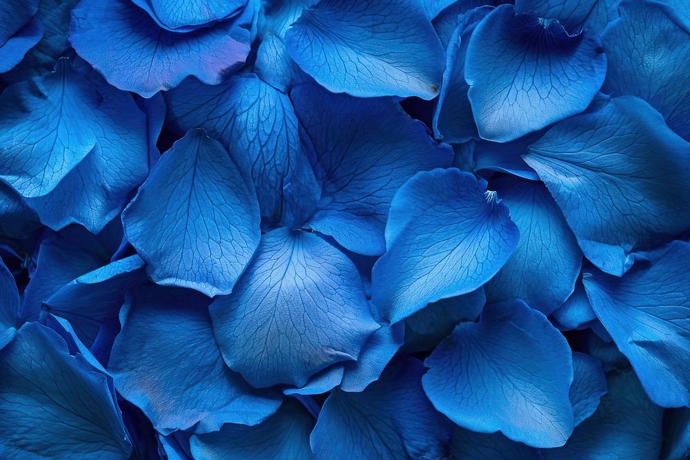 Blue rose petals plant inflorescence backgrounds.