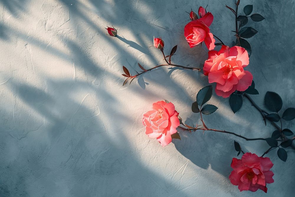 Scene with Turkish rose flowers blossom nature shadow.