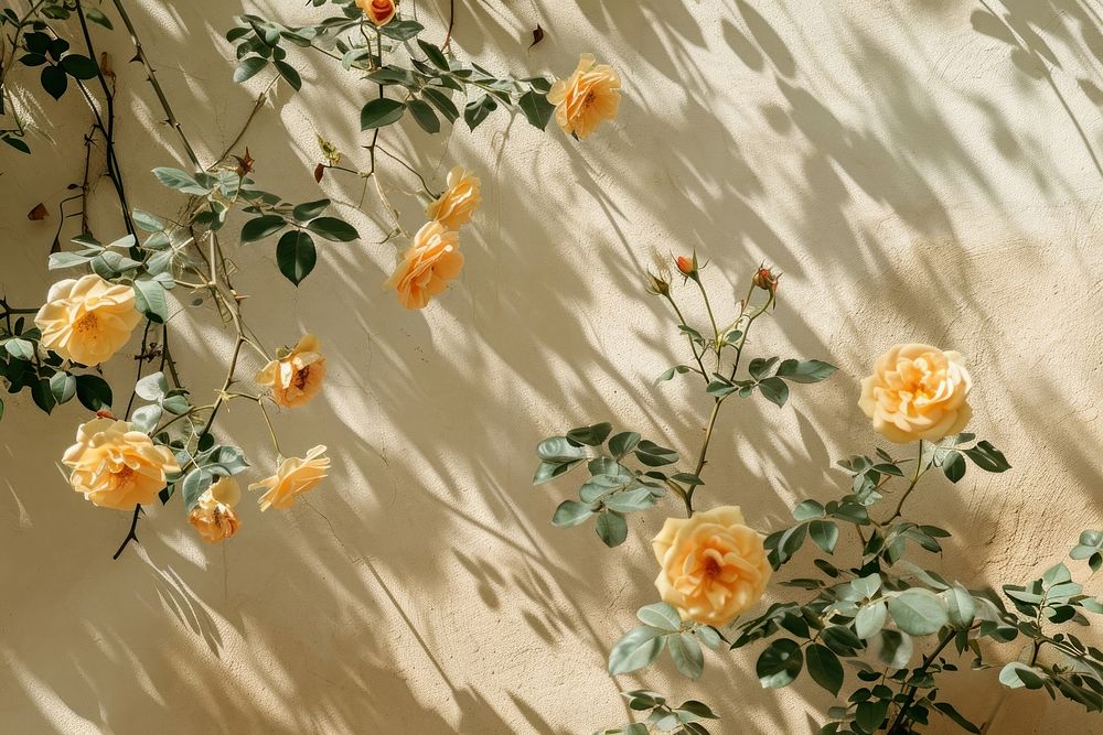 Summer scene with yellow rose flowers nature shadow plant.