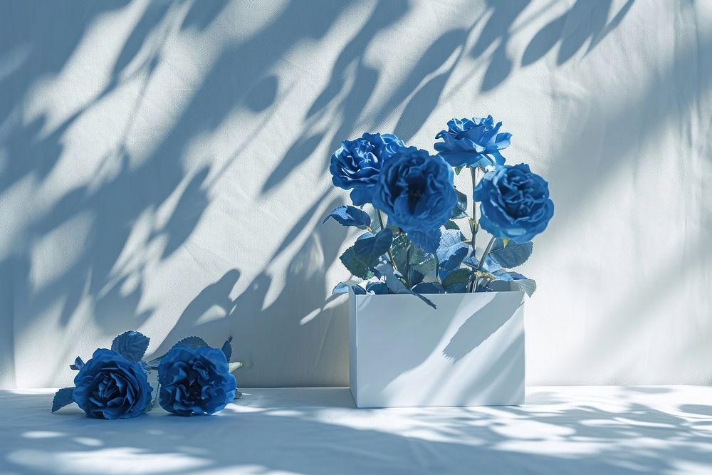 Summer scene with blue rose flowers in gift box nature shadow plant.