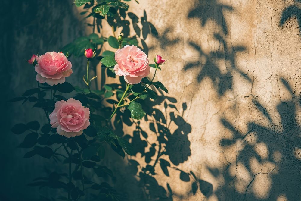 Summer scene with pink rose flowers nature shadow plant.