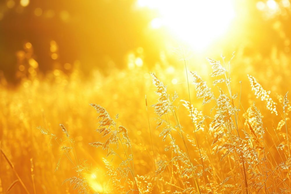 Golden field sunlight backgrounds outdoors.