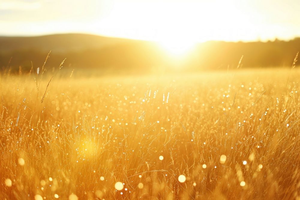 Golden field sunlight backgrounds landscape.