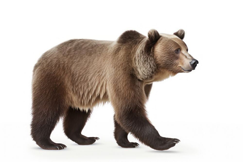 A Bear bear wildlife mammal.